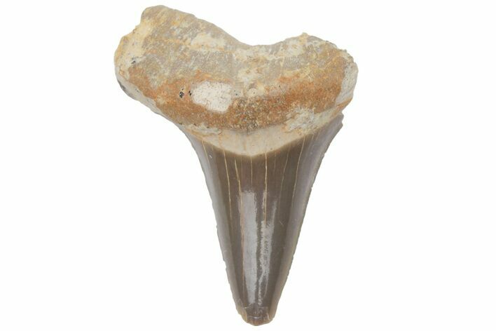 Bargain, Fossil Ginsu Shark (Cretoxyrhina) Tooth - Kansas #219150